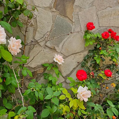 Rosa *