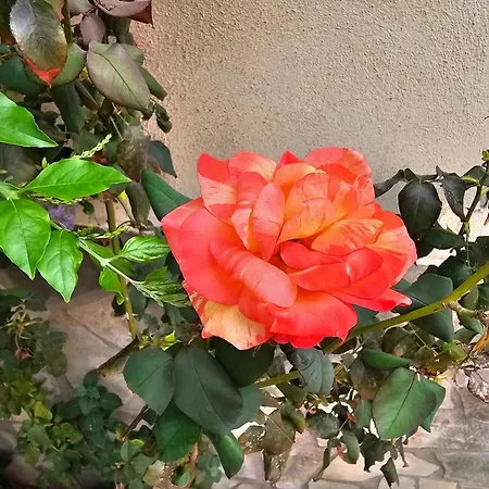 Rosa Bed & Breakfast Palermo