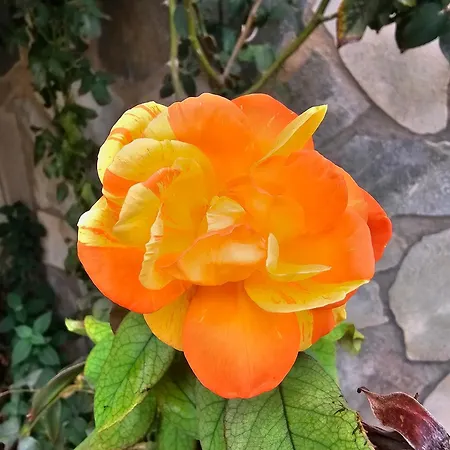 Rosa Bed & Breakfast
