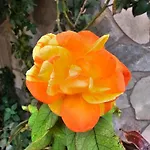 Rosa Отель типа 
