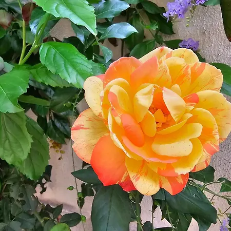Rosa * 巴勒莫