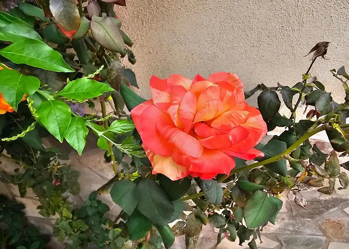 Rosa Bed & Breakfast Palermo