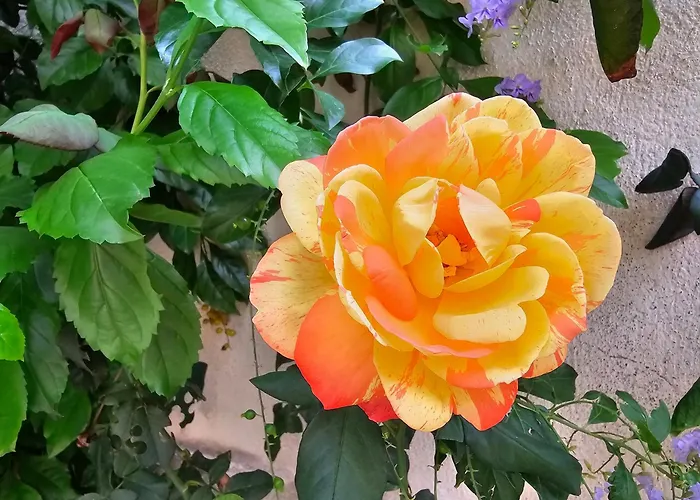 Rosa * Palermo