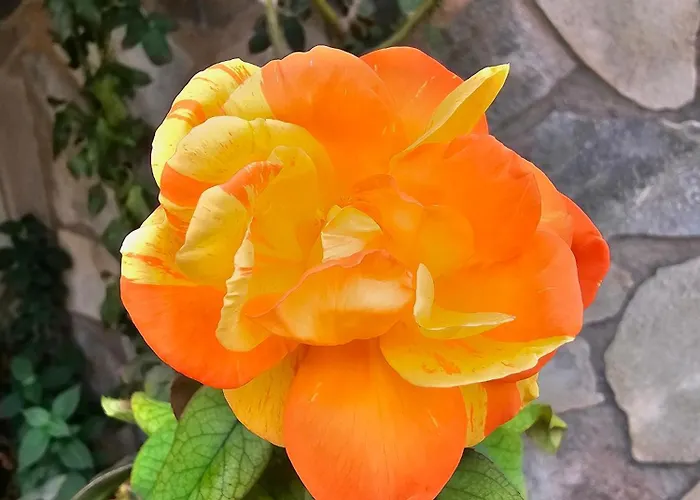 Rosa Bed & Breakfast